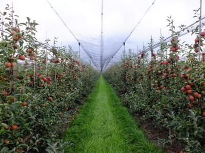 Rabo d.o.o. postaje članicom Mészáros Grupacije Rabo d.o.o. postaje članicom Mészáros Grupacije