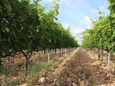 Rade Bobanović agrarne novinare dočekao na konju