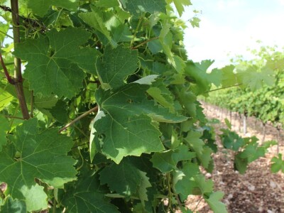 Rade Bobanović agrarne novinare dočekao na konju