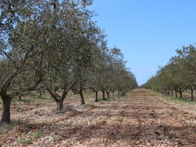 Rade Bobanović, Masvin