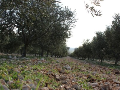 Rade Bobanović, Masvin