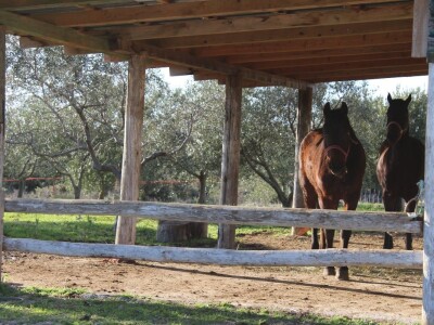 Rade Bobanović, Masvin