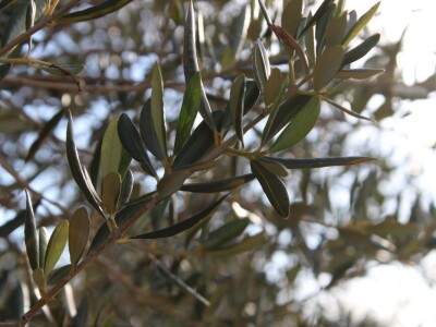 Rade Bobanović, Masvin