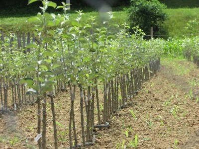 Rade u gradu, a ulažu u selo- zašto se mlade generacije agronoma nakon završenog fakulteta ne vraćaju odmah u ruralne sredine