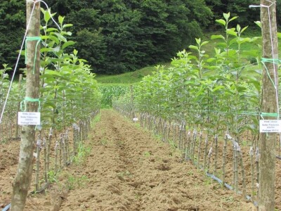 Rade u gradu, a ulažu u selo- zašto se mlade generacije agronoma nakon završenog fakulteta ne vraćaju odmah u ruralne sredine