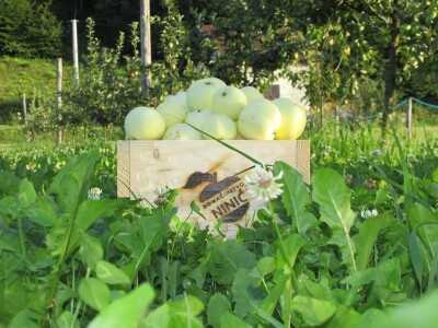 Rade u gradu, a ulažu u selo- zašto se mlade generacije agronoma nakon završenog fakulteta ne vraćaju odmah u ruralne sredine