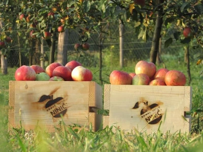 Rade u gradu, a ulažu u selo- zašto se mlade generacije agronoma nakon završenog fakulteta ne vraćaju odmah u ruralne sredine