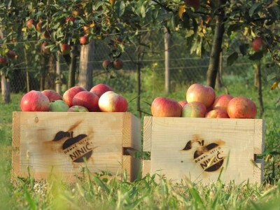 Rade u gradu, a ulažu u selo- zašto se mlade generacije agronoma nakon završenog fakulteta ne vraćaju odmah u ruralne sredine
