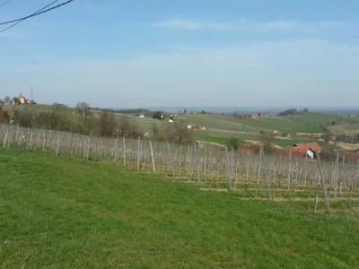 Vinogradi