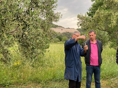 Radionica "Kako kalemiti masline?", Neum 2024.