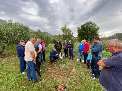 Radionica "Kako kalemiti masline?", Neum 2024.