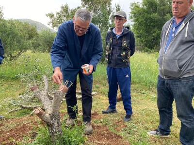 Radionica "Kako kalemiti masline?", Neum 2024.