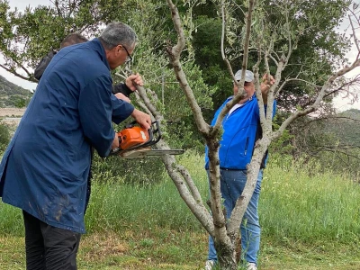 Radionica "Kako kalemiti masline?", Neum 2024.