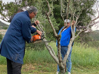 Radionica "Kako kalemiti masline?", Neum 2024.