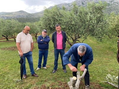 Radionica "Kako kalemiti masline?", Neum 2024.