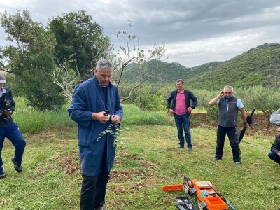 Radionica "Kako kalemiti masline?", Neum 2024.