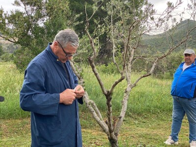 Radionica "Kako kalemiti masline?", Neum 2024.