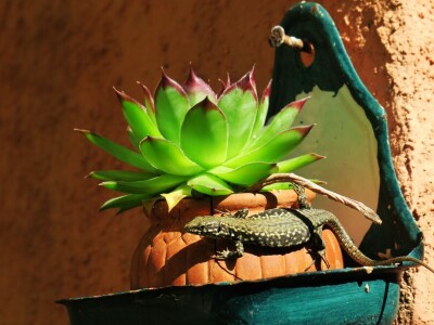 Radionica održivog vrtlarstva - Društveni vrt Gregovica