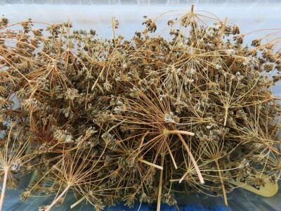 Radionica održivog vrtlarstva - Društveni vrt Gregovica