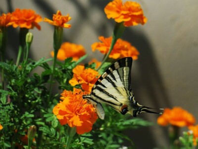 Radionica održivog vrtlarstva - Društveni vrt Gregovica