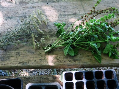 Radionica održivog vrtlarstva - Društveni vrt Gregovica