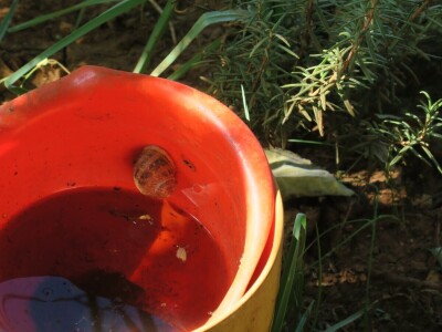 Radionica održivog vrtlarstva - Društveni vrt Gregovica