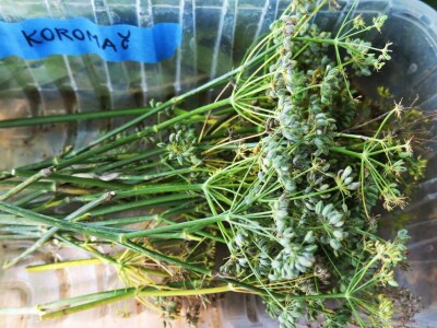 Radionica održivog vrtlarstva - Društveni vrt Gregovica