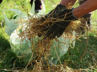 Radionica održivog vrtlarstva - Društveni vrt Gregovica