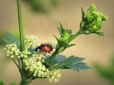 Radionica održivog vrtlarstva - Društveni vrt Gregovica