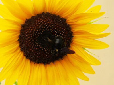 Radionica održivog vrtlarstva - Društveni vrt Gregovica