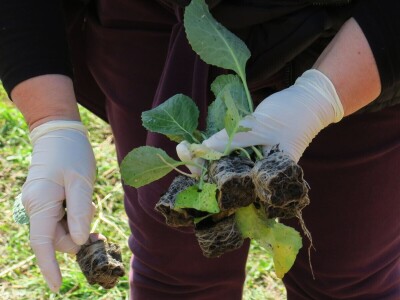 Radionica održivog vrtlarstva - Društveni vrt Gregovica