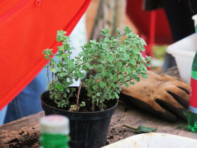 Radionica održivog vrtlarstva - Društveni vrt Gregovica