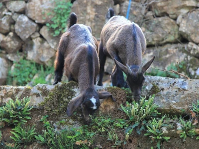 Radionica suhozida