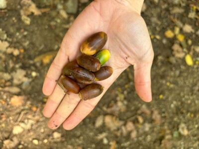 Radionice povezivanja s prirodom Radionice povezivanja s prirodom