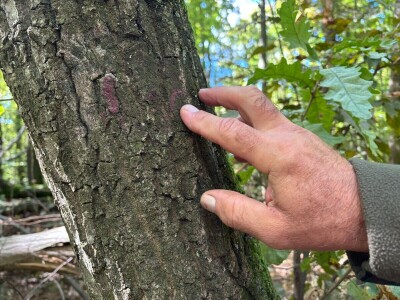 Radionice povezivanja s prirodom Radionice povezivanja s prirodom