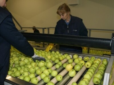 Radnici na sortiranju