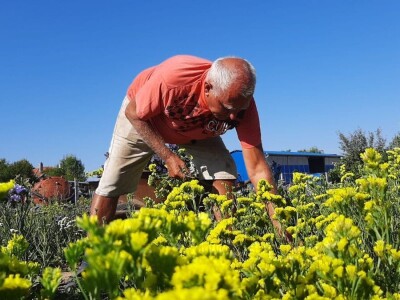 Radojevići od suvog cveća naprave na hiljade buketa, foto: M. Lazarević