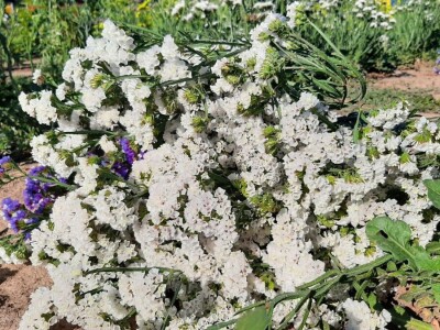 Radojevići od suvog cveća naprave na hiljade buketa, foto: M. Lazarević