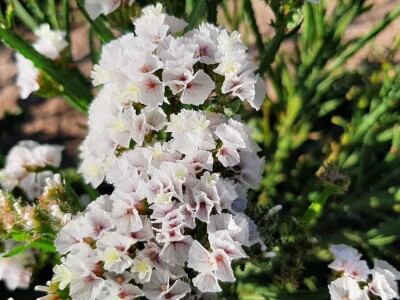 Radojevići od suvog cveća naprave na hiljade buketa, foto: M. Lazarević