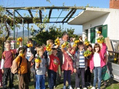 Djeca su posve oduševljena berbi mandarina u Neretvi