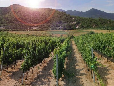 Radovan Vukoje: Oko 50 odsto zemlje pogodne za uzgoj vinove loze u Hercegovini neiskorišteno