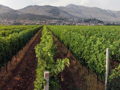 Radovan Vukoje: Oko 50 odsto zemlje pogodne za uzgoj vinove loze u Hercegovini neiskorišteno