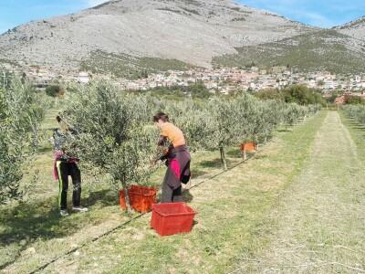 Radovan Vukoje: Oko 50 odsto zemlje pogodne za uzgoj vinove loze u Hercegovini neiskorišteno