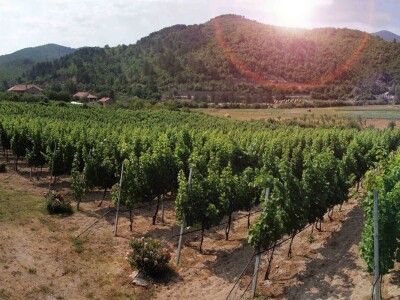 Radovan Vukoje: Oko 50 odsto zemlje pogodne za uzgoj vinove loze u Hercegovini neiskorišteno