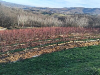 Radovi u borovnicama