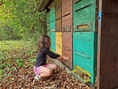 Radovi u pčelinjaku Radovi u pčelinjaku
