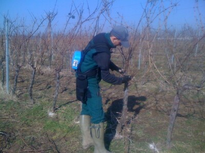 Poezija u boci Baranjskog vinogorja