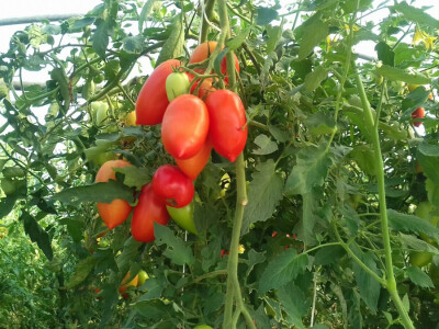 Dio rajčica tek sad dozrijeva