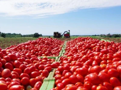Na najkvalitetnijoj rajčici prilikom berbe ne ostaje peteljka