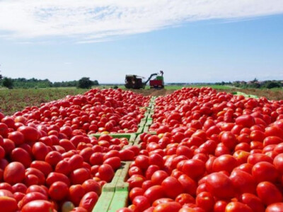 Na najkvalitetnijoj rajčici prilikom berbe ne ostaje peteljka